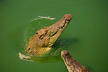 Saltwater crocodiles (Crocodylus porosus) at feeding time at Crocodile Farm, captive, Thailand