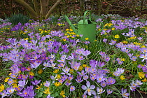 Spring Crocus (Crocus angustifolius) and Winter Aconites (Eranthis sp) flowering in garden, Norfolk, UK,  March