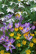 Spring Crocus (Crocus angustifolius), Snowdrops (Galanthus sp) and Winter Aconites (Eranthis sp) flowering in garden, Norfolk, UK,  March