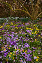 Spring Crocus (Crocus vernus), Snowdrops (Galanthus sp) and Winter Aconites (Eranthis sp) flowering in garden, Norfolk, UK,  March