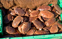 Catch of Edible crabs (Cancer pagurus) from Cromer, Norfolk, UK
