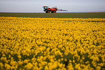 Crop spraying farmland with field of cultivated Daffodils in foreground, Happisburgh, Norfolk, UK
