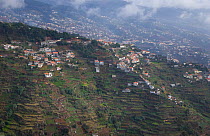 Aerial view of housing and cultivation on hillside terraces, Madeira, November