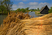 Bundles of cut reeds beside the River Ant, Norfolk Broads, Norfolk, UK