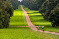 Two people cycling down the drive at Holkham Park, Norfolk, UK
