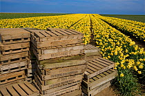 Daffodil fields and old wooden flower boxes, Walcott, Norfolk, UK, April