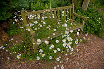 Old wooden bench with flowering daisies, Norfolk, UK
