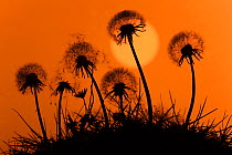 Silhouette of Dandelion (Taraxacum officinale) seedheads, UK