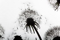 Dandelion (Taraxacum officinale) seedheads with seeds blowing in wind, UK