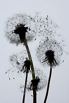 Silhouette of Dandelion (Taraxacum officinale) seedheads with seeds blowing in wind, UK