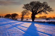 Snow covered arable field with Oak trees creating long winter shadows at dawn, Southrepps, Norfolk, UK