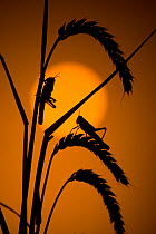 Desert locust (Schistocerca gregaria) silhouette at sunset on cereal plant