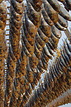 Fish drying in the sun, Cha-Am, Southern Thailand