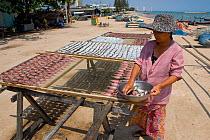 Fish drying in the sun, Cha-Am, Southern Thailand