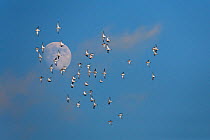 Flock of Dunlin (Calidris alpina) flying past a rising moon, Norfolk, UK (Digitally manipulated)