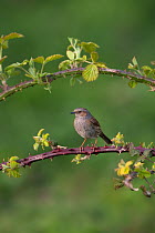 Hedge sparrow / Dunnock (Prunella modularis) perched on bramble, Norfolk, UK