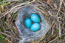Hedge sparrow / Dunnock (Prunella modularis) nest with three eggs, nest exposed in hedge by summer hedge cutting, UK