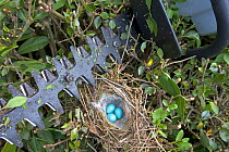 Hedge sparrow / Dunnock (Prunella modularis) nest with three eggs, nest exposed in hedge by summer hedge cutting, UK