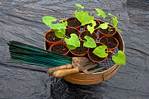 Dwarf runner bean (Phaseolus sp) plants ready for planting out, UK
