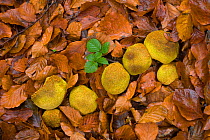 Earthball (Scleroderma aurantium) fungi growing amongst fallen leaves, UK