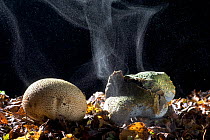 Earthball (Scleroderma aurantium) fungi emitting spores, UK