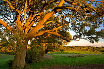 Oak tree in Ashridge Estate, Hertfordshire, UK
