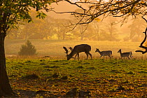Fallow deer (Dama / Cervus dama) young buck and does in parkland, UK