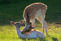 Fallow deer (Dama / Cervus dama) two does intereacting, Bedforshire, UK