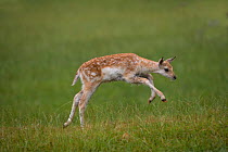 Fallow deer (Dama / Cervus dama) young fawn running through grass, UK