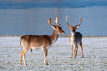 Fallow deer (Dama / Cervus dama) two bucks in winter, Holkham Park, Norfolk, UK