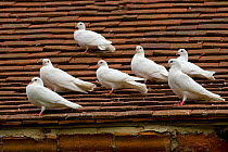 White Fantail pigeons (Columba sp) on tiles roof, UK