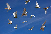 Flock of white Fantail pigeons (Columba sp) in flight, UK