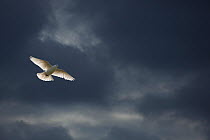 RF- White Fantail pigeon (Columba sp) in flight against dark clouds, UK. (This image may be licensed either as rights managed or royalty free.)