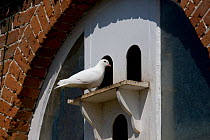 White Fantail pigeon (Columba sp)at dovecot,  Norfolk, UK