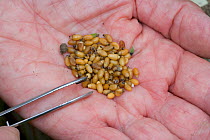 Seeds of Field cow wheat (Melampynum arvense) collected, very rare flower, UK