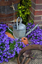 Saving rainwater, filling watering can from water butt, Norfolk, UK
