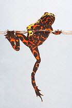 Oriental fire bellied toad (Bombina orientalis) climbing out of water, captive, from Asia