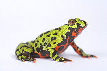 Oriental fire bellied toad (Bombina orientalis) sitting, captive, from Asia