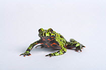 Oriental fire bellied toad (Bombina orientalis)  captive, from Asia
