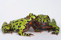 Oriental fire bellied toad (Bombina orientalis) two, interacting, captive, from Asia