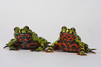 Oriental fire bellied toad (Bombina orientalis) two, captive, from Asia