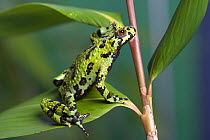 Oriental fire bellied toad (Bombina orientalis) climbing in plant , captive, from Asia