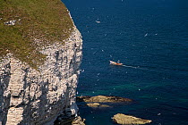 Flamborough cliffs with seabirds and fishing boat, Yorkshire, UK, July