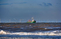 Fishing boat working off the Norfolk coast at Titchwell, UK, with seagulls following boat and wind turbines in background, November