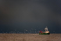 Fishing boat working off the Norfolk coast at Titchwell, UK, with seagulls following boat, November