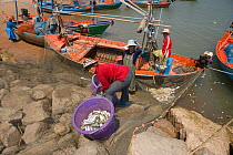 Fishing boats unloading catch, Cha-Am, Southern Thailand