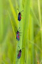 Three Five-spot burnet moth (Zygaena trifolii) on grass blade, UK