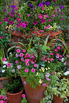 Floral container display in garden, Norfolk, UK