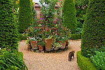 Cat walking past floral container display in garden, Norfolk, UK