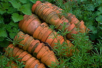 Terracotta flowerpots on wasteland, Norfollk, UK